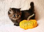 Munchkin kitten's all sold - Munchkin Cat For Sale - Iva&comma; SC&comma; US