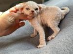 A - Devon Rex Cat For Sale - Philadelphia&comma; PA&comma; US