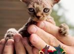 Digi - Devon Rex Cat For Sale - Spokane&comma; WA&comma; US