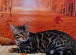 Beautiful stud very sweet - Bengal Cat For Sale/Retired Breeding - Mills River&comma; NC&comma; US