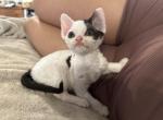 Happy - Devon Rex Cat For Sale - Brooksville&comma; FL&comma; US