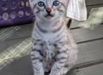 Mink Bengal Boys - Bengal Cat For Sale - Norwalk&comma; OH&comma; US