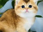 Coco - British Shorthair Cat For Sale - WA&comma; US