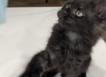 Black smoke female - Maine Coon Cat For Sale - Jacksonville&comma; FL&comma; US