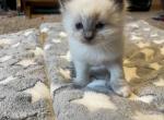 Oscar - Ragdoll Cat For Sale - WI&comma; US