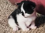 Onyx - Scottish Straight Cat For Sale - WI&comma; US