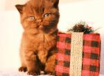 Ginger - British Shorthair Cat For Sale - Vancouver&comma; WA&comma; US
