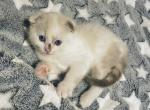 Olive - Scottish Fold Cat For Sale - WI&comma; US