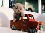 Lucky - British Shorthair Cat For Sale - Vancouver&comma; WA&comma; US