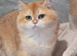 Lydia - British Shorthair Cat For Sale - Los Angeles&comma; CA&comma; US