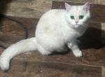 Charly - Scottish Straight Cat For Sale - PA&comma; US