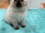 White collar female2 - Ragdoll Cat For Sale - Boston&comma; MA&comma; US
