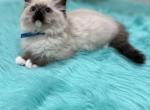 Blue collar female2 - Ragdoll Cat For Sale - Boston&comma; MA&comma; US