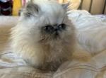 Handsome Persian kitten male - Persian Cat For Sale - MA&comma; US