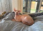 White Elf - Sphynx Cat For Sale - Okeechobee&comma; FL&comma; US