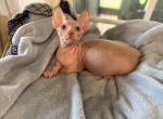 Bambino - Bambino Cat For Sale - Okeechobee&comma; FL&comma; US