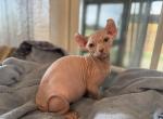 White elf sphynx - Sphynx Cat For Sale - Okeechobee&comma; FL&comma; US