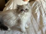 Persian silver point blue eyes female kitten - Persian Cat For Sale - MA&comma; US
