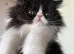 Black and white Persian kitten - Persian Cat For Sale - MA&comma; US