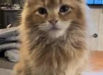 Fall and Winter - Maine Coon Cat For Sale - Sioux Falls&comma; SD&comma; US