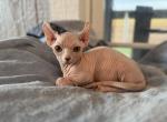 Dwelf female - Bambino Cat For Sale - Okeechobee&comma; FL&comma; US