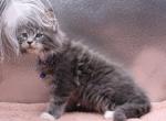 Ollie - Maine Coon Cat For Sale - CA&comma; US