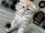 SCOTTISH FOLD - Scottish Fold Cat For Sale - Orlando&comma; FL&comma; US