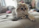 Girl  SCOTTISH FOLD - Scottish Fold Cat For Sale - Orlando&comma; FL&comma; US