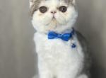 Paris - Exotic Cat For Sale - Roseville&comma; CA&comma; US