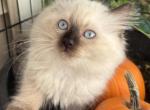 Cotton - Ragdoll Cat For Sale - Saugerties&comma; NY&comma; US
