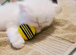 White blue eyes Persian - Persian Kitten For Sale - 