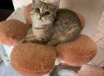 Moosya - Scottish Straight Cat For Sale - Brooklyn&comma; NY&comma; US