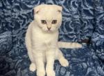 Mia - Scottish Fold Cat For Sale - Renton&comma; WA&comma; US