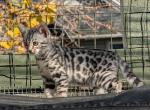 Silver Bengal boy - Bengal Cat For Sale - Norwalk&comma; OH&comma; US