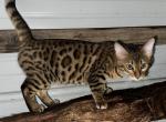 Luke - Bengal Cat For Sale - AR&comma; US