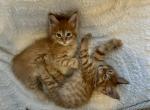 August - Maine Coon Cat For Sale - Turlock&comma; CA&comma; US