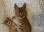 September - Maine Coon Cat For Sale - Turlock&comma; CA&comma; US