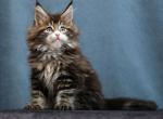 Mercury - Maine Coon Cat For Sale - Hollywood&comma; FL&comma; US