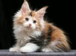 Misty Polydactyl - Maine Coon Cat For Sale - Hollywood&comma; FL&comma; US