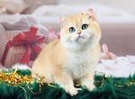 Markiz - British Shorthair Cat For Sale - Pembroke Pines&comma; FL&comma; US