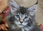 TICA female - Maine Coon Cat For Sale - Waterloo&comma; IN&comma; US