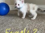 Beautiful Ragdoll Kitten - Ragdoll Cat For Sale - Walnut Creek&comma; CA&comma; US
