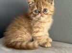 Luis - Exotic Cat For Sale - Vancouver&comma; WA&comma; US