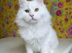 Bilbo - Siberian Cat For Sale - Miami&comma; FL&comma; US