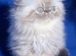 Rokki - Persian Cat For Sale - Brooklyn&comma; NY&comma; US