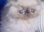 Annabell - Persian Cat For Sale - Brooklyn&comma; NY&comma; US