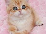 Garfield - British Shorthair Cat For Sale - Brooklyn&comma; NY&comma; US