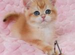 Smile - British Shorthair Cat For Sale - Brooklyn&comma; NY&comma; US