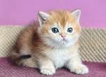 Nils - British Shorthair Cat For Sale - Brooklyn&comma; NY&comma; US