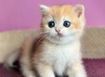 Nestle - British Shorthair Cat For Sale - Brooklyn&comma; NY&comma; US